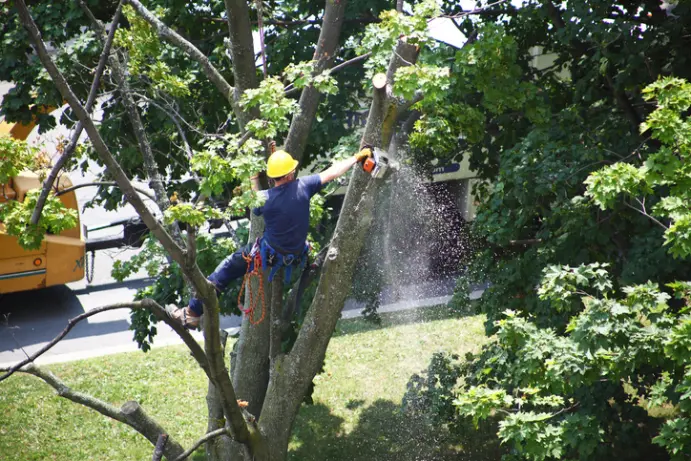 Affordable Tree Removal Ennis TX