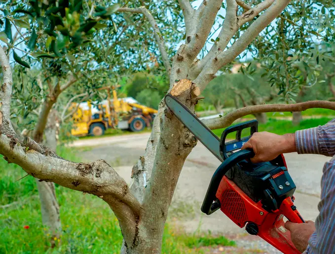 Experienced Tree Trimming Ennis TX