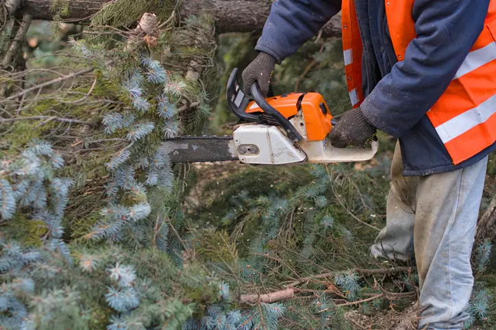 How Tree Removal Enhances Safety And Property Value Ennis TX
