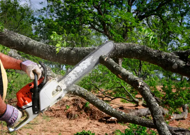 How Tree Removal Enhances Safety And Property Value in Ennis TX