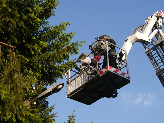 How Tree Trimming Services Enhance Yard Safety And Appearance Ennis TX