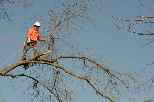 How Tree Trimming Services Enhance Yard Safety And Appearance in Ennis TX