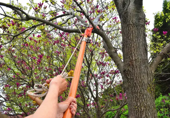 Premium Tree Removal Ennis TX
