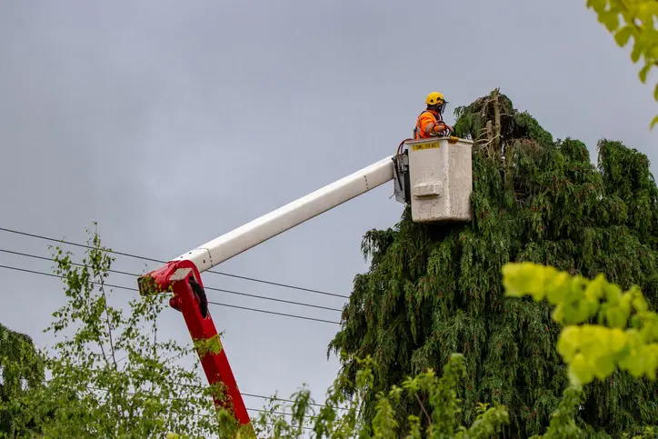 Quality Tree Trimming Ennis TX