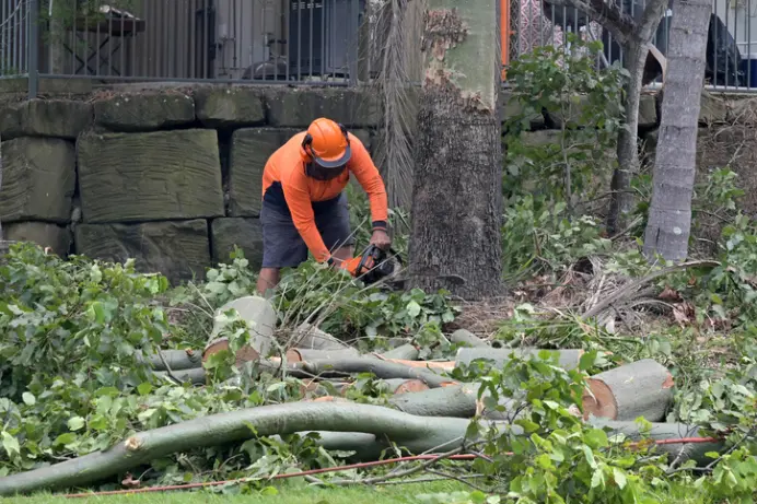 Signs That Indicate You Need Professional Tree Removal Services Ennis TX