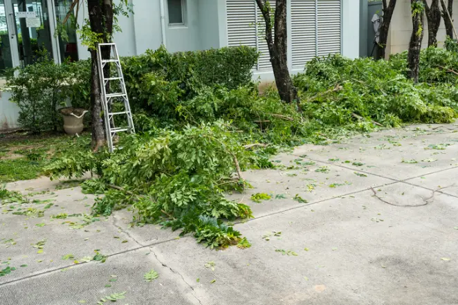 Signs That Indicate You Need Professional Tree Removal Services in Ennis TX