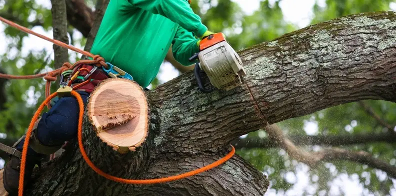 The Role Of Tree Trimming In Preventing Branch Hazards Ennis TX