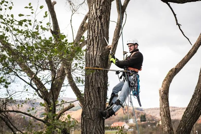 The Role Of Tree Trimming In Preventing Branch Hazards in Ennis TX